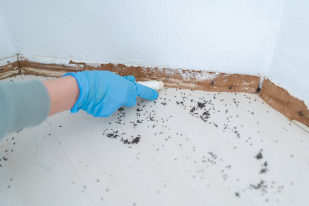 Best Pest Control Near Me  in Buena Vista, VA
